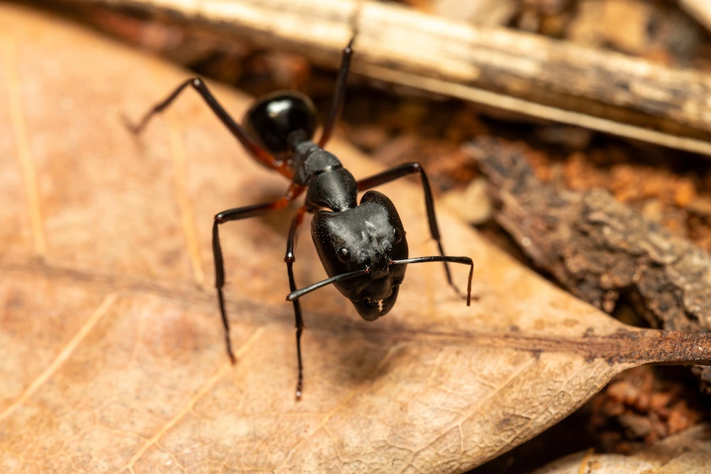 Carpenter Ants Owe Everything To Teamwork