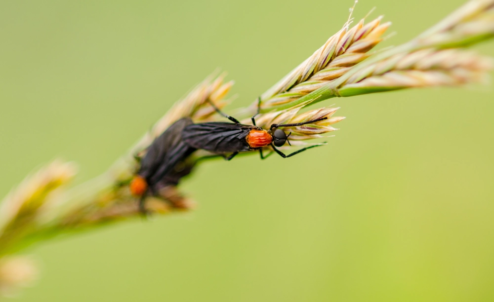 Do Lovebugs Put Love In The Air?