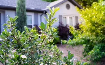 10 Easy Ways to Prevent Mosquitoes