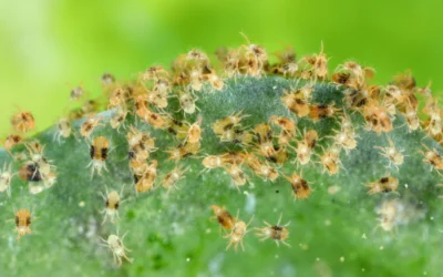 Spider Mites Are Your Yard’s Worst Enemies