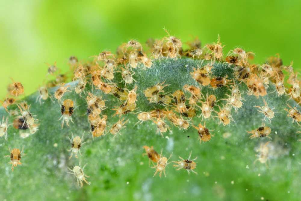 Spider Mites Are Your Yard’s Worst Enemies