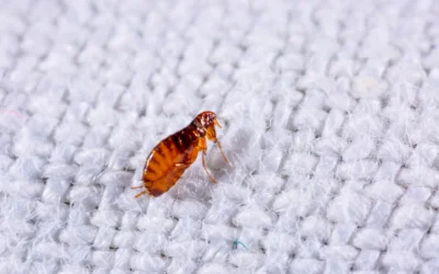 8 Easy Ways to Get Rid of Fleas