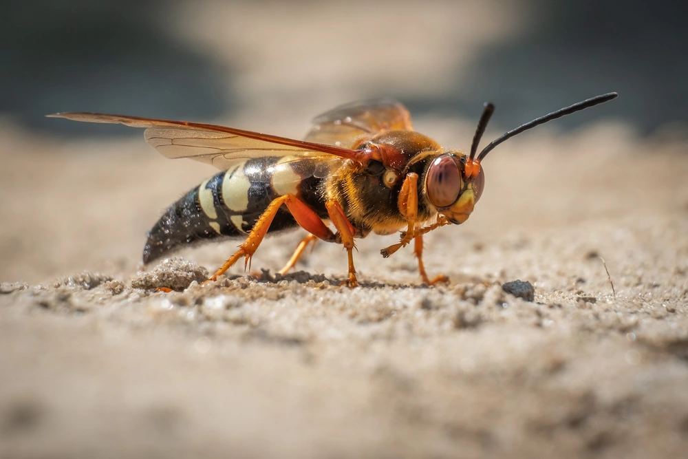 Do You Know These 6 Infamous Texas Stingers?