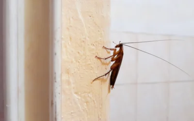 Get Rid of Cockroaches with These 10 Easy Tasks