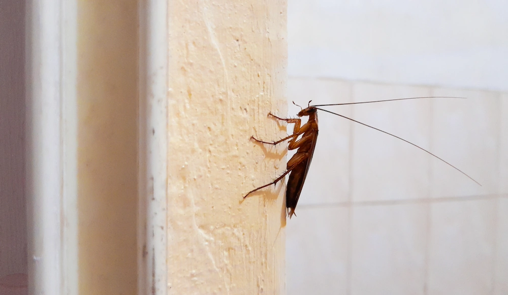 Get Rid of Cockroaches with These 10 Easy Tasks