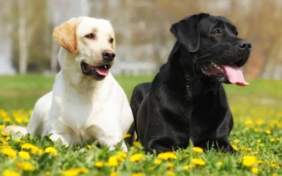 The 5 Worst Dog Pests