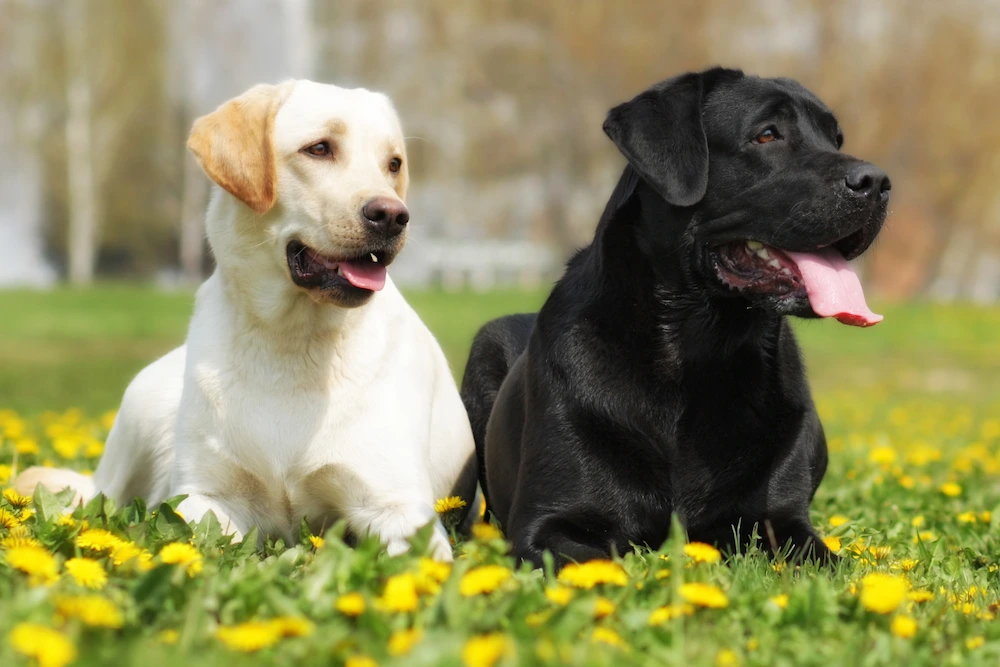 The 5 Worst Dog Pests