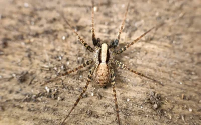 10 Unique Facts About Domestic House Spiders