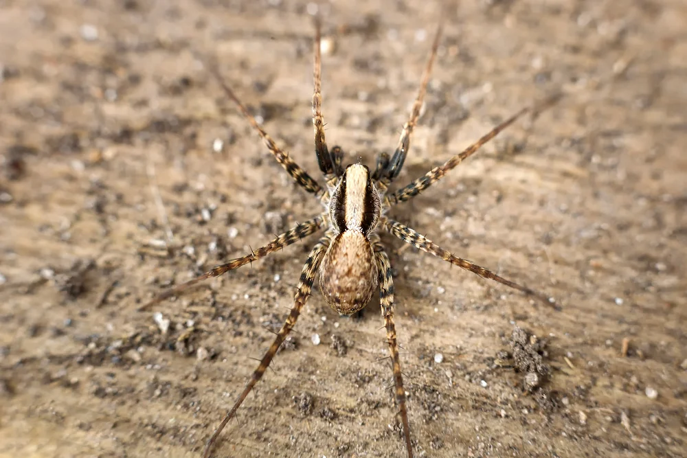 10 Unique Facts About Domestic House Spiders