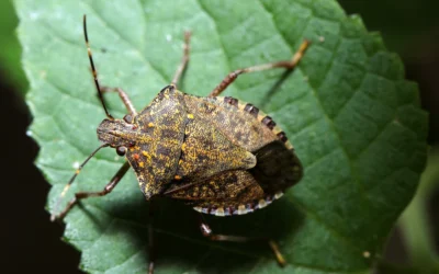 Why Stink Bugs Are One of the Worst Fall Pests