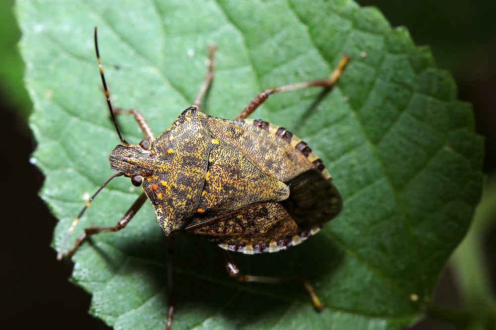 stink bug; stink bugs