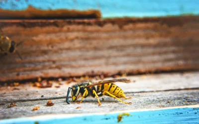 Why Are Yellow Jackets So Aggressive In The Fall?
