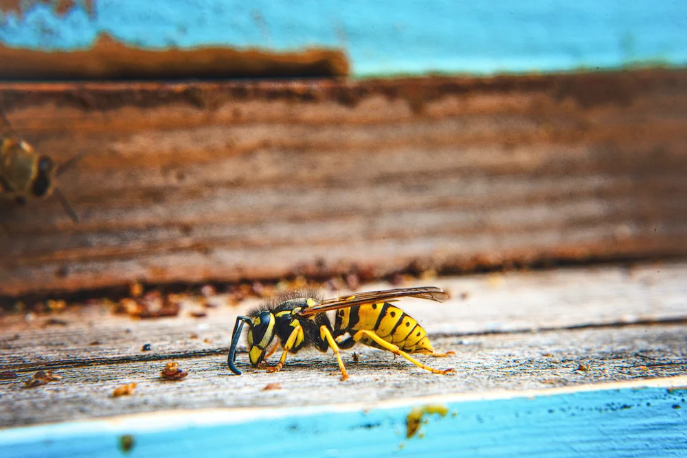 Why Are Yellow Jackets So Aggressive In The Fall?