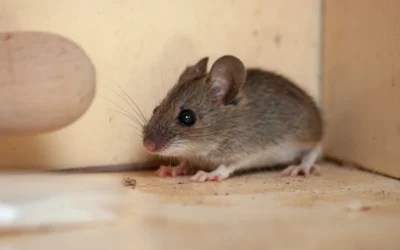 How Do Mice Get Inside a House? A Texas Homeowner’s Guide