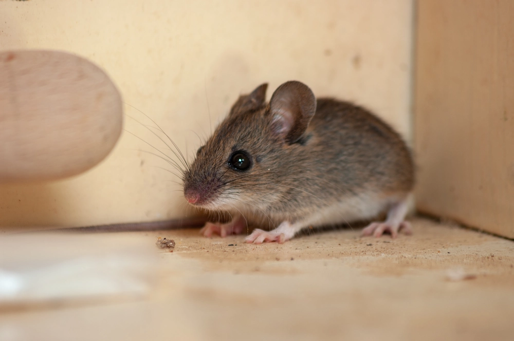 How Do Mice Get Inside a House? A Texas Homeowner’s Guide