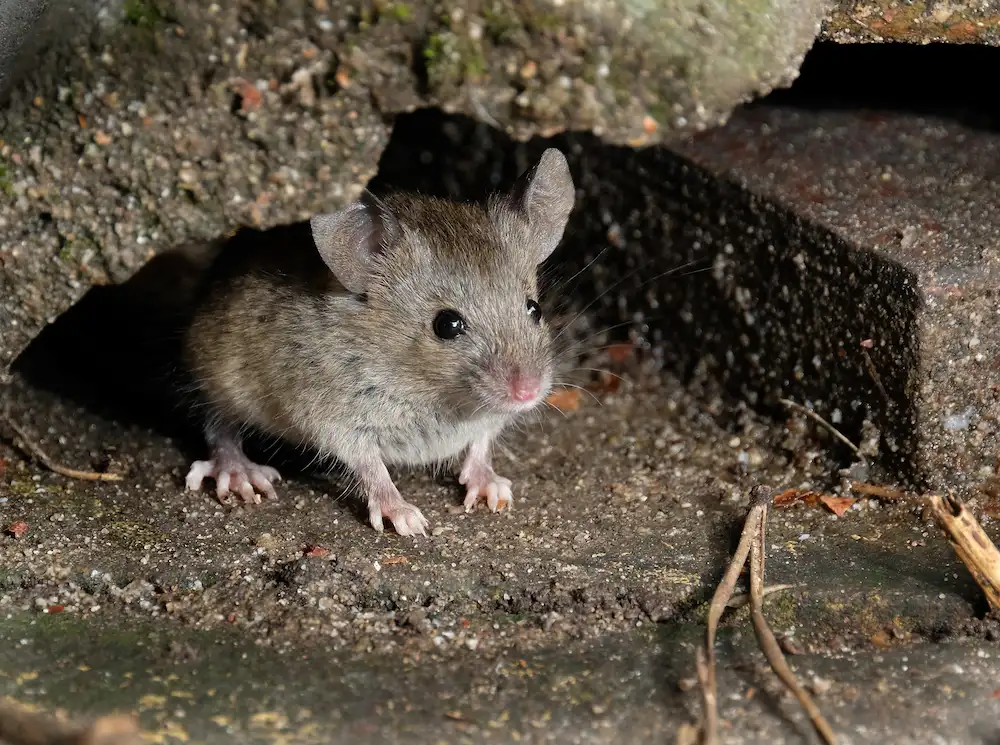 mouse under concrete rock