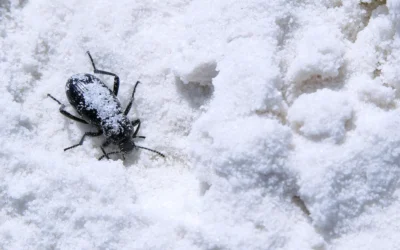 Why Winter Pest Control Is Essential