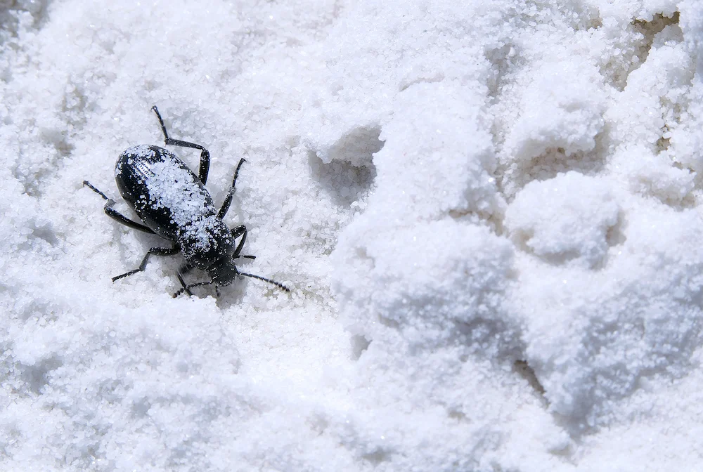 winter pest control; beetle in snow