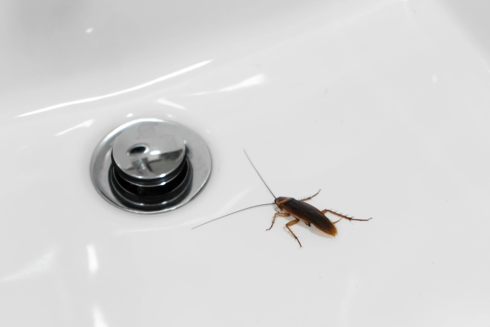 Why Do Clean Homes Get Cockroaches?