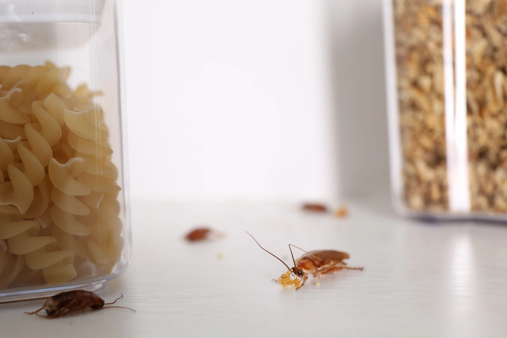cockroaches in pantry