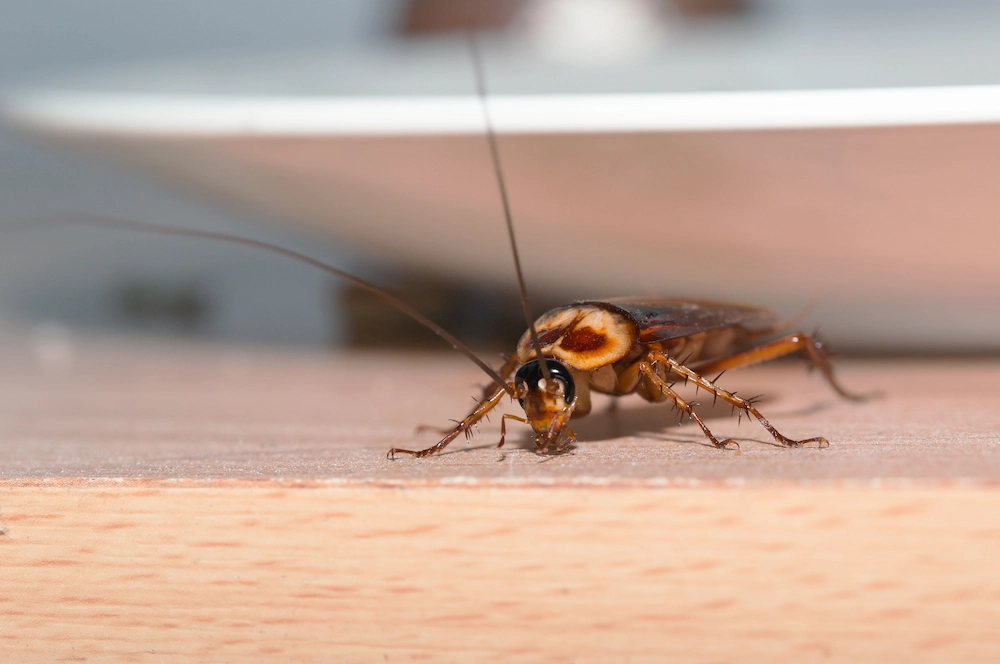 cockroach on table