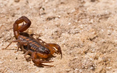 How to Protect Pets From Scorpions