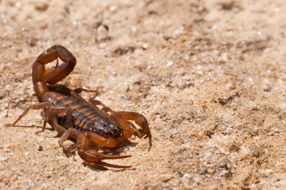 How to Protect Pets From Scorpions