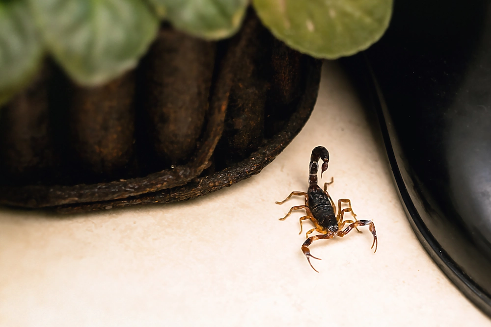 scorpion in house