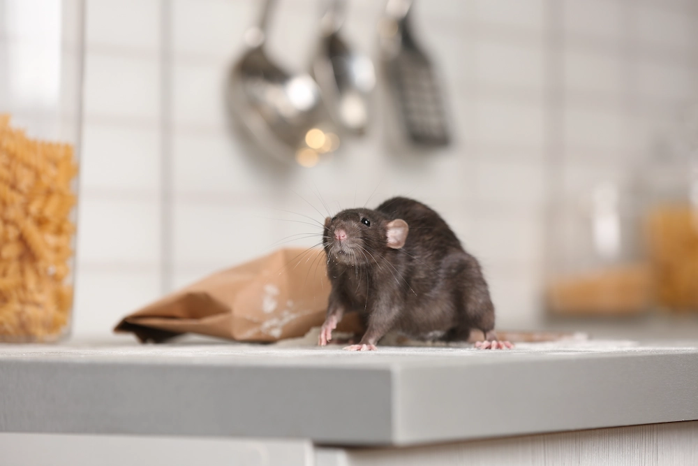 The Key to Preventing Texas Rodents: Food, Clutter, and the Tiny Gaps You Forgot About