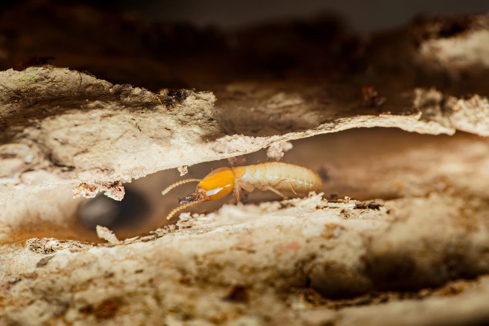 termite in mud tube