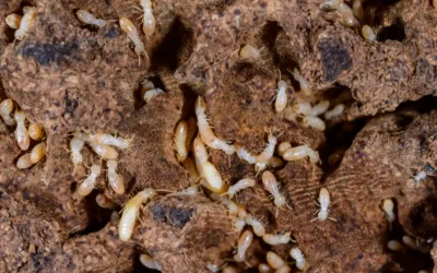 How Termites Create Their Homes: Nests in Soil and Wood