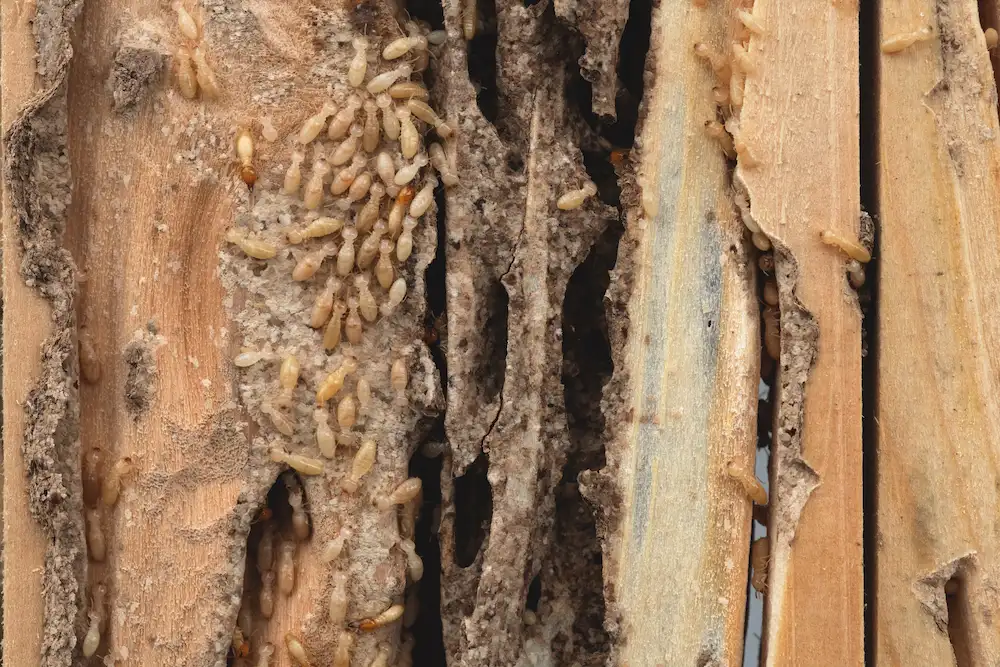 termites in wood