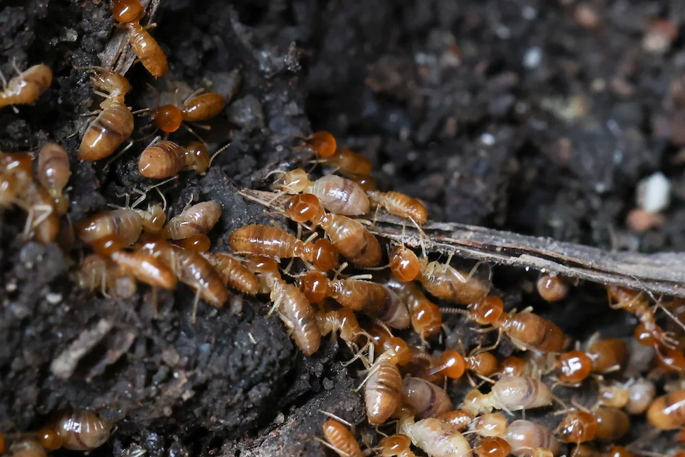 termites