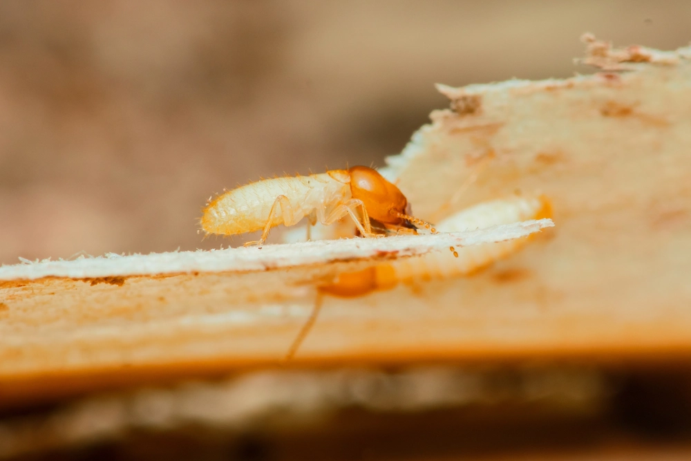 termite in wood
