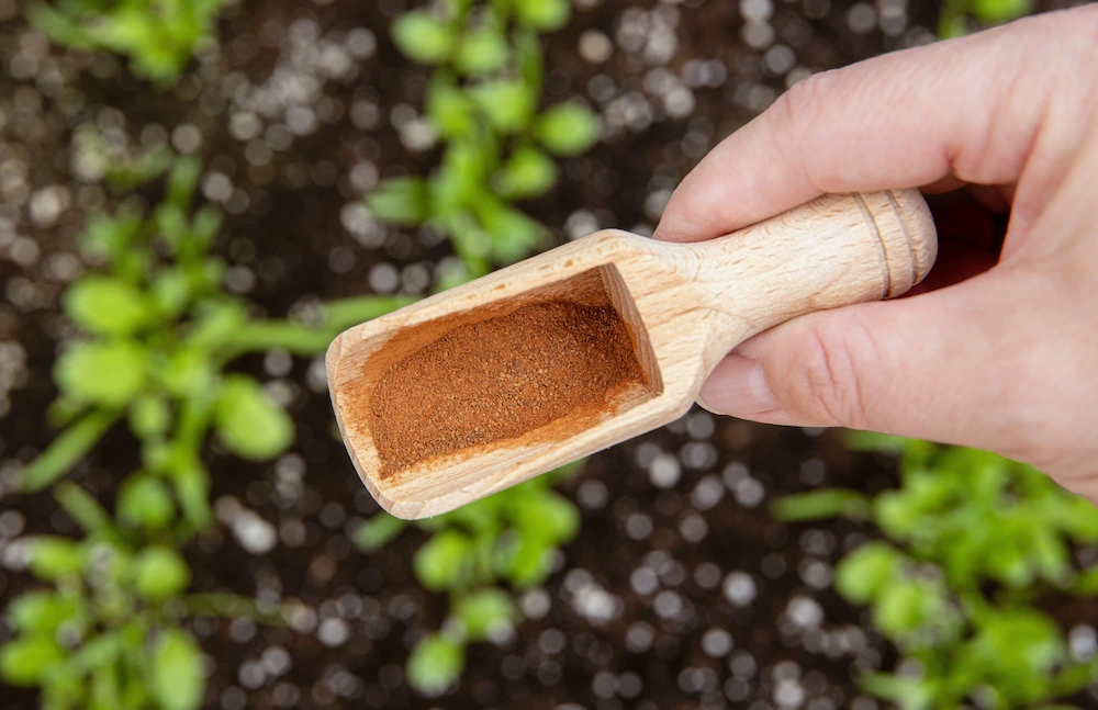 r3 cover cinnamon in scoop over garden box