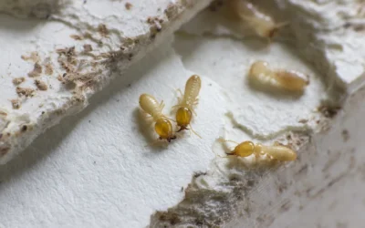 How Termites Fly (or Infest) Under the Radar