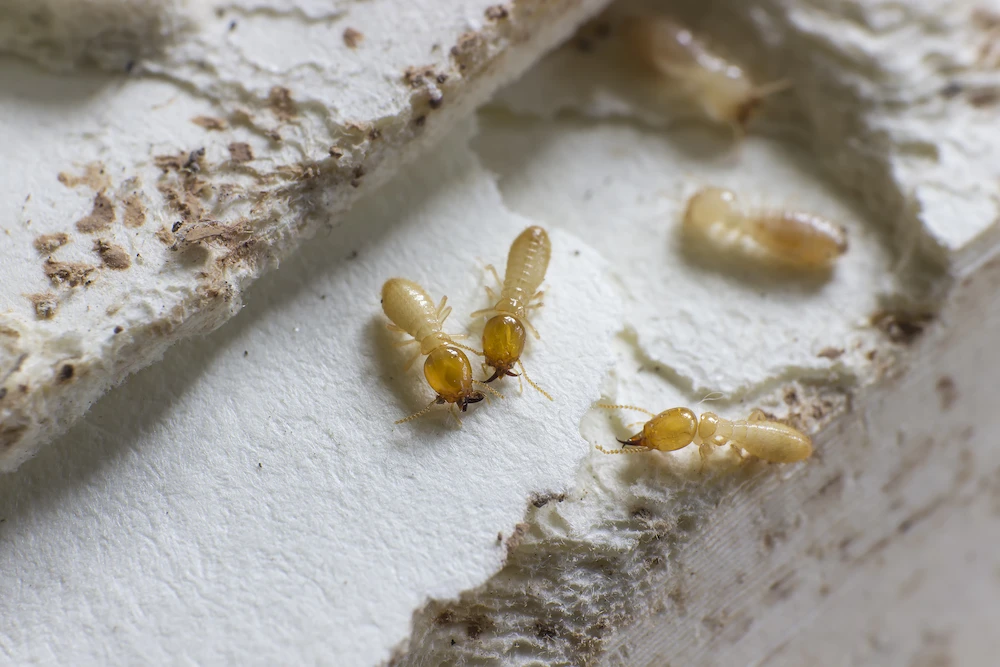 termite swarmers; termites in house