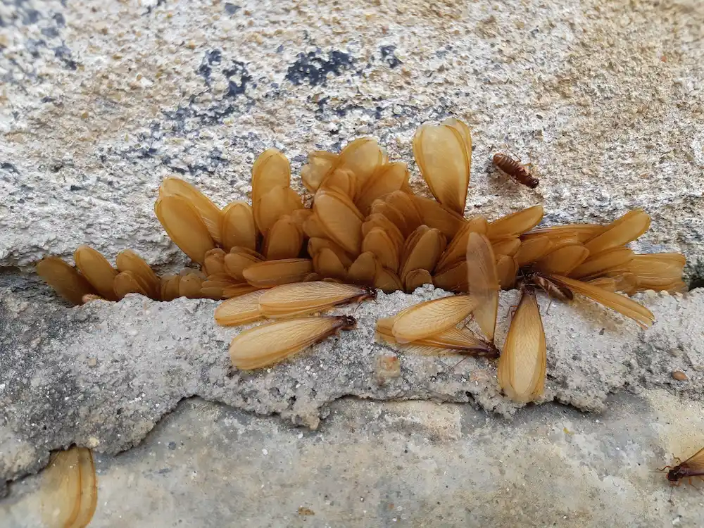 termite swarmer wings