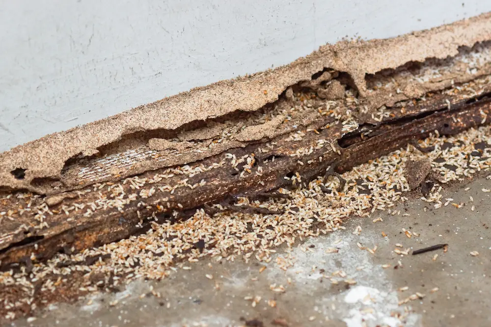 termite infestation