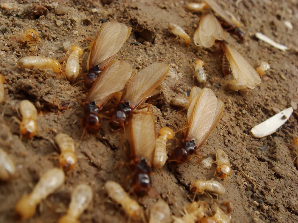 termite swarmers