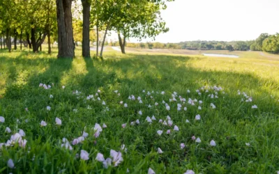 The Sun’s Coming Out and So Are the Pests