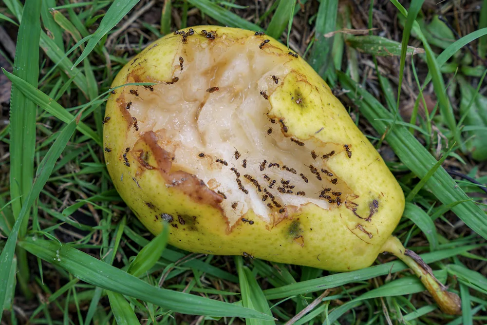 ants on a pear