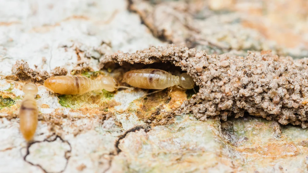 termites in mud tube