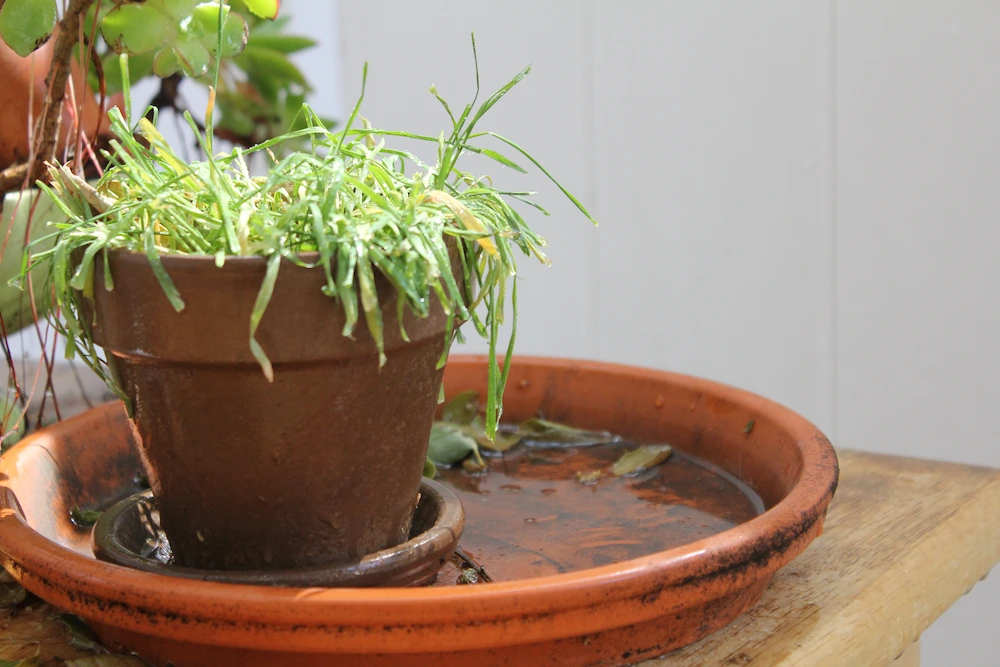 plant in planter drainage tray