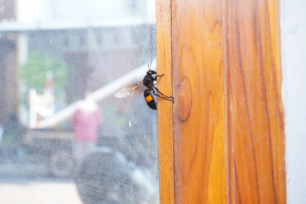 stinging insect on wood