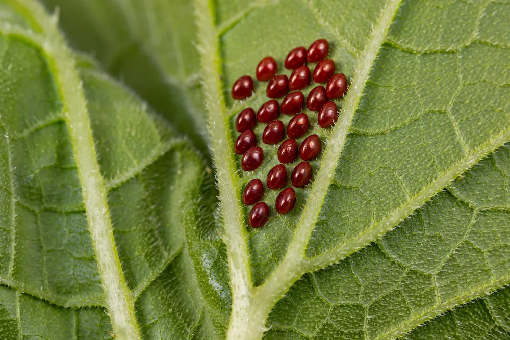 eggs on leaf