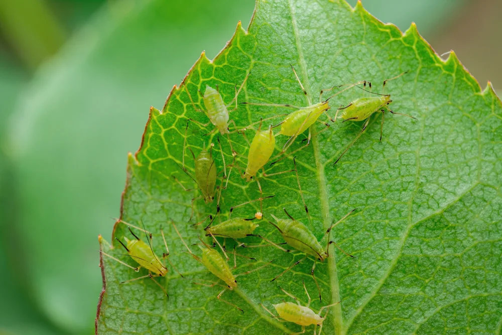 aphids