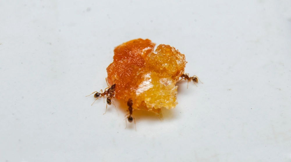 Fire ants carrying food