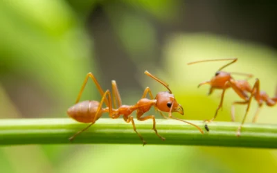 What Do Fire Ants Eat? Understanding the Diet of an Omnivorous Pest