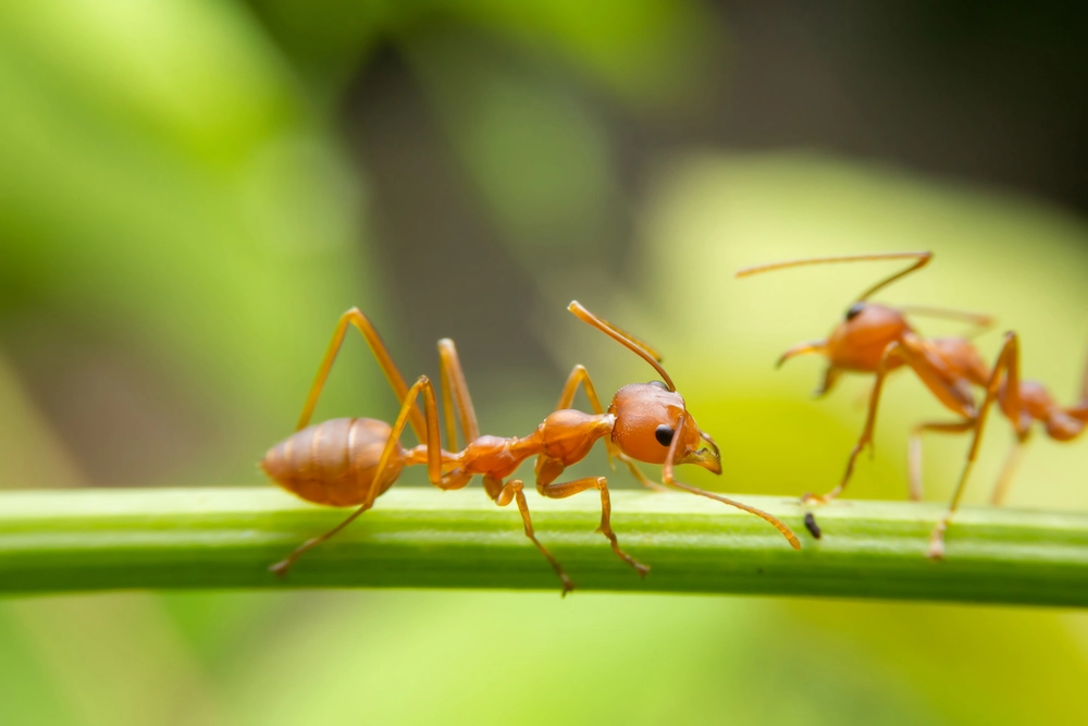 What Do Fire Ants Eat? Understanding the Diet of an Omnivorous Pest